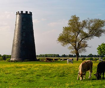 The Black Mill on Beverley Westwood, the disused early-19th-century tower mill standing on the town's historic common pasture where cattle still graze