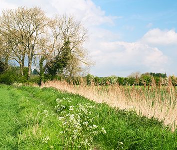 Field margins and hedgerows in the countryside around Beverley, with cow parsley and reeds along a quiet farm track