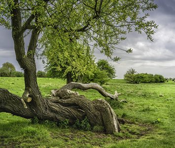 An old hawthorn on the open pasture near Beverley, the kind of common grazing land that rings the East Riding town