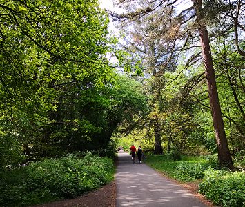A tree-lined walk through the Valley Gardens, the much-loved Victorian park in the heart of Harrogate