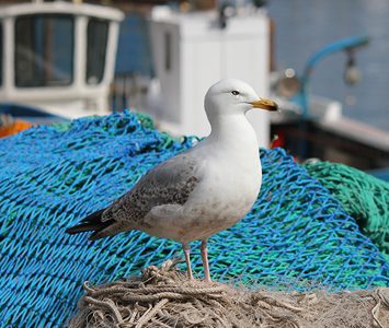 A herring gull perched on fishing nets on the quayside at Scarborough's working harbour, nearby on the coast